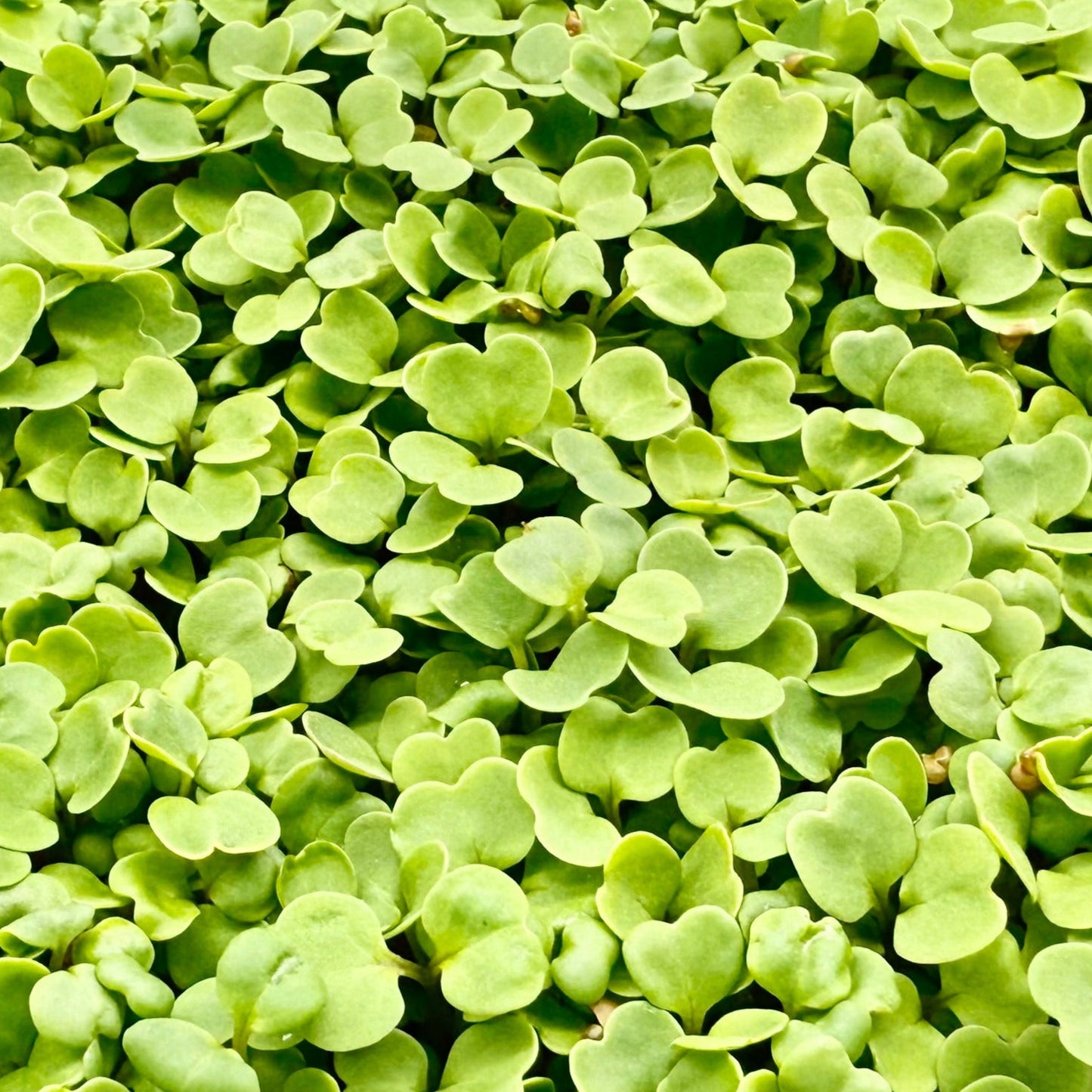 Kale Microgreens