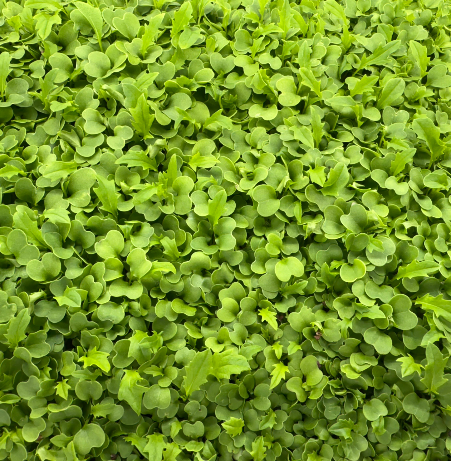 Mizuna Microgreens