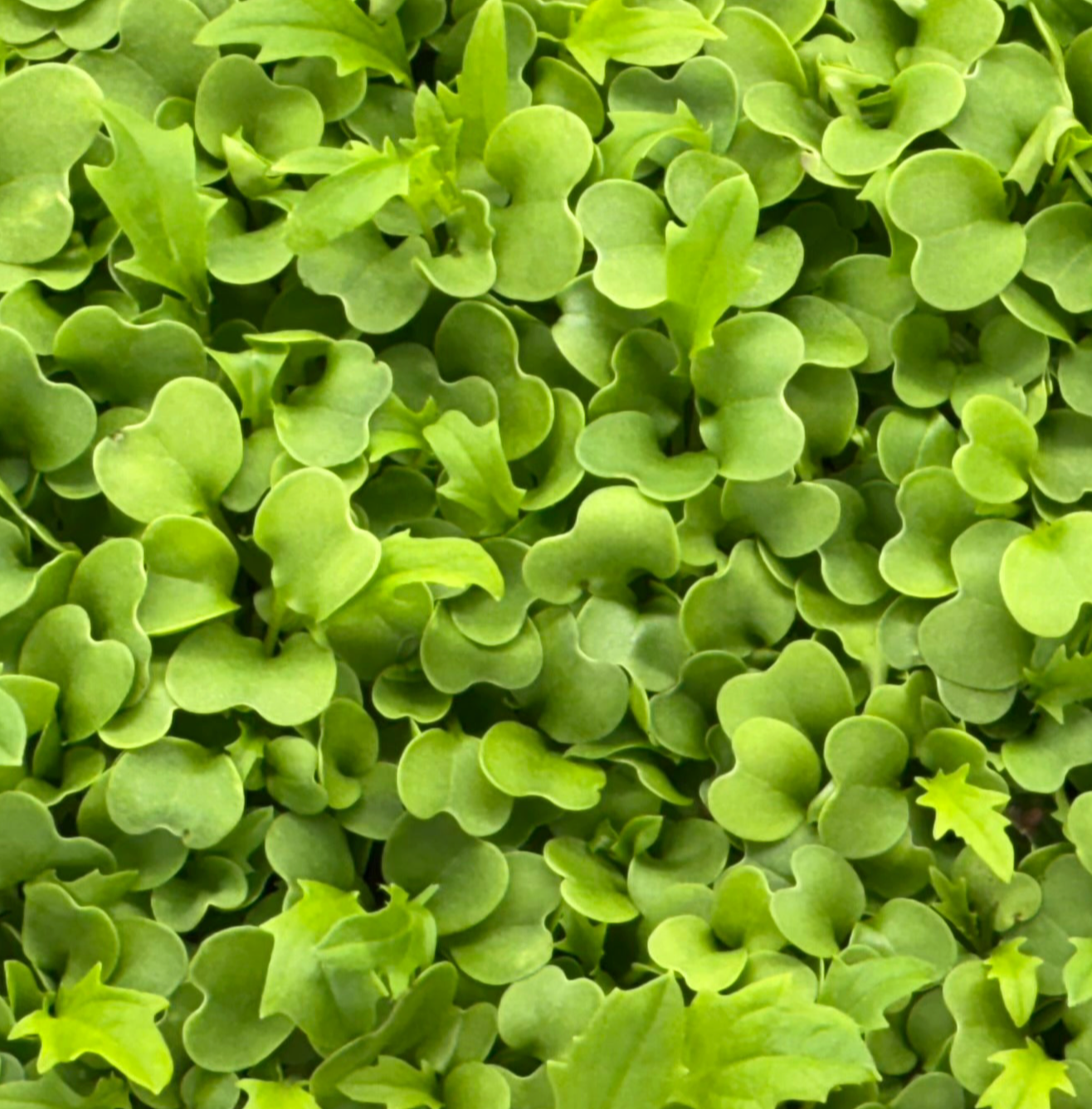 Mizuna Microgreens