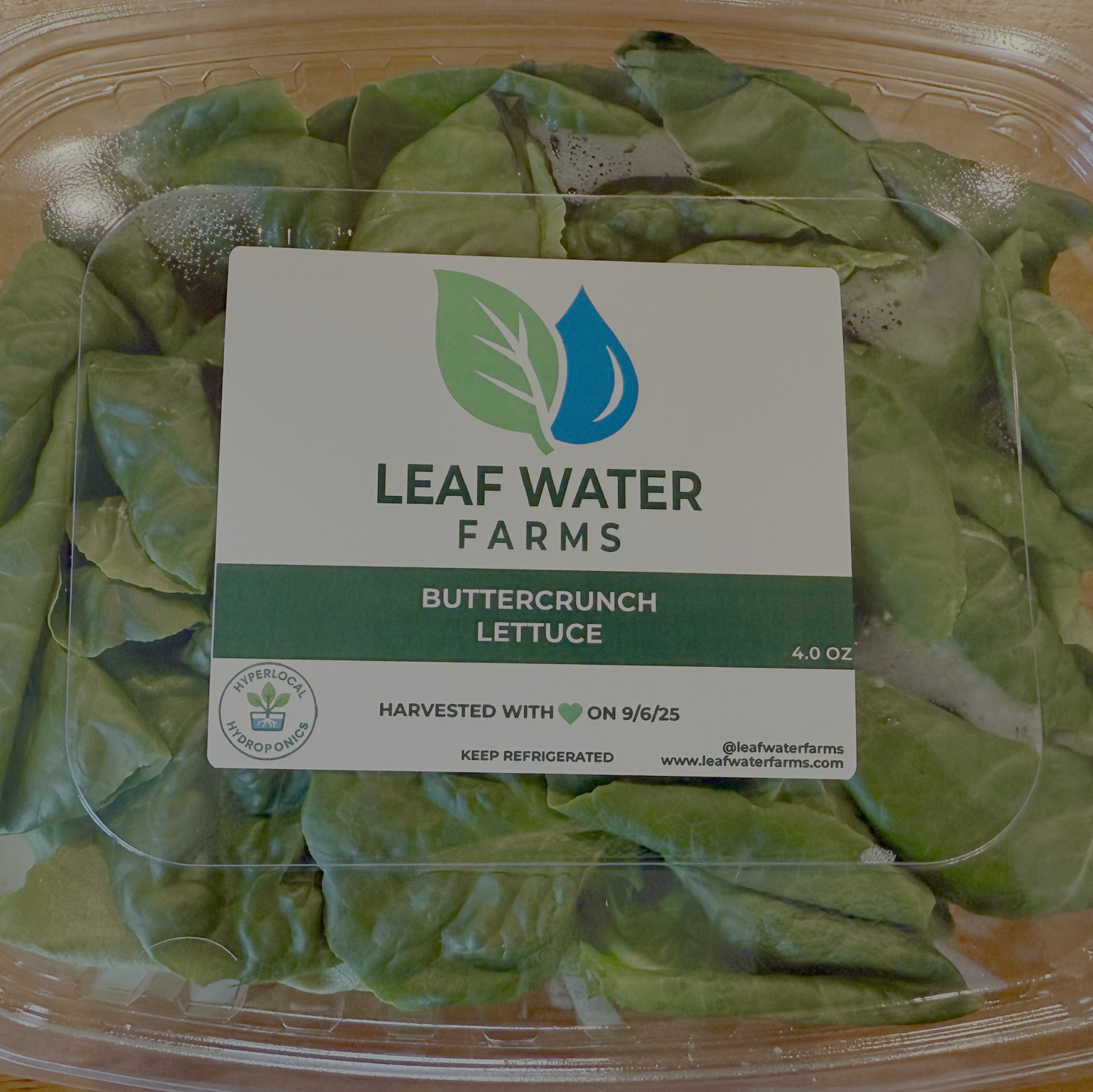 Buttercrunch Bibb Lettuce