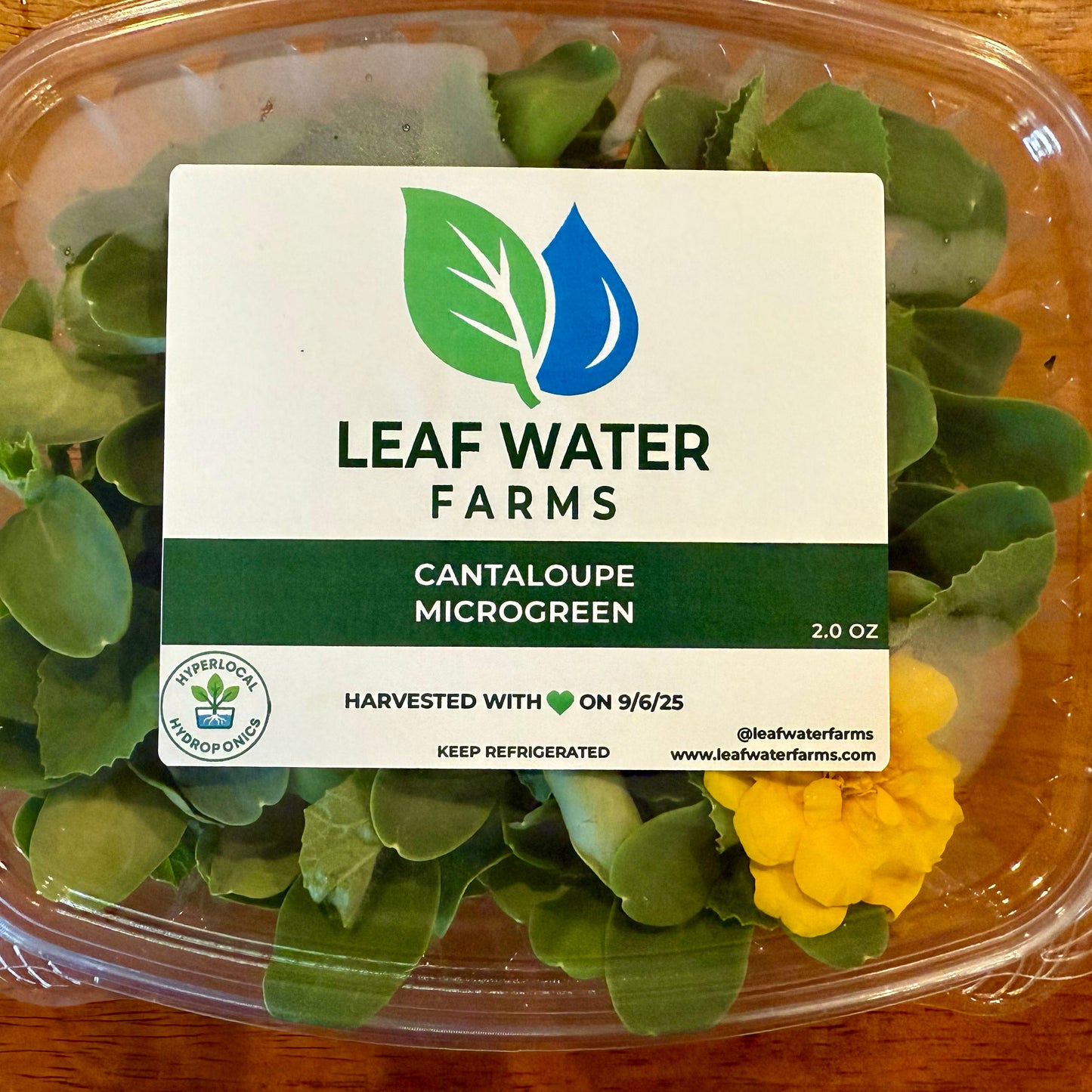 Cantaloupe Microgreen