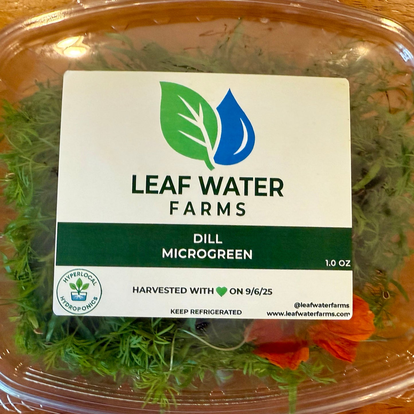 Dill Microgreens