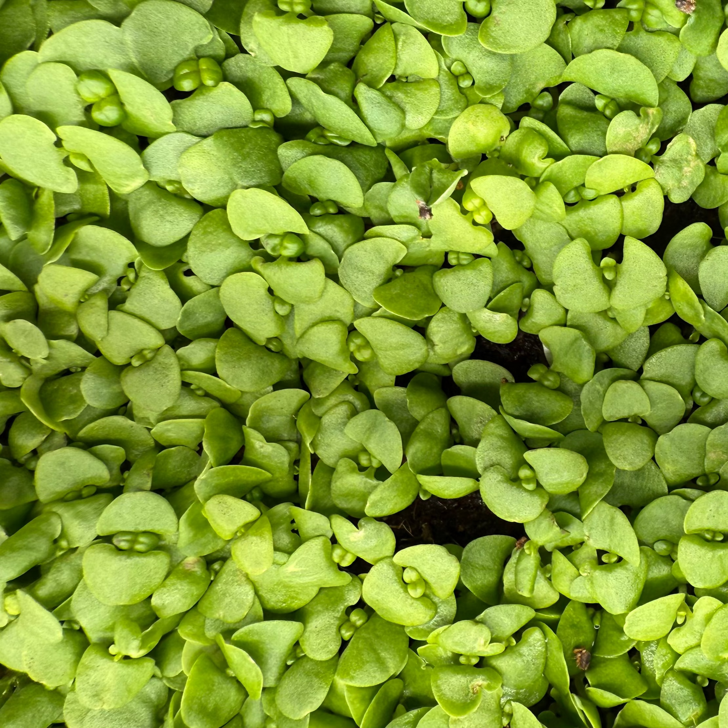 Basil Genovese Microgreens