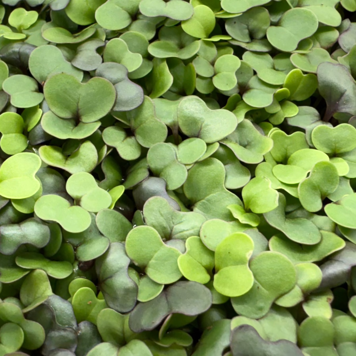 Mild Micro Mix Microgreens