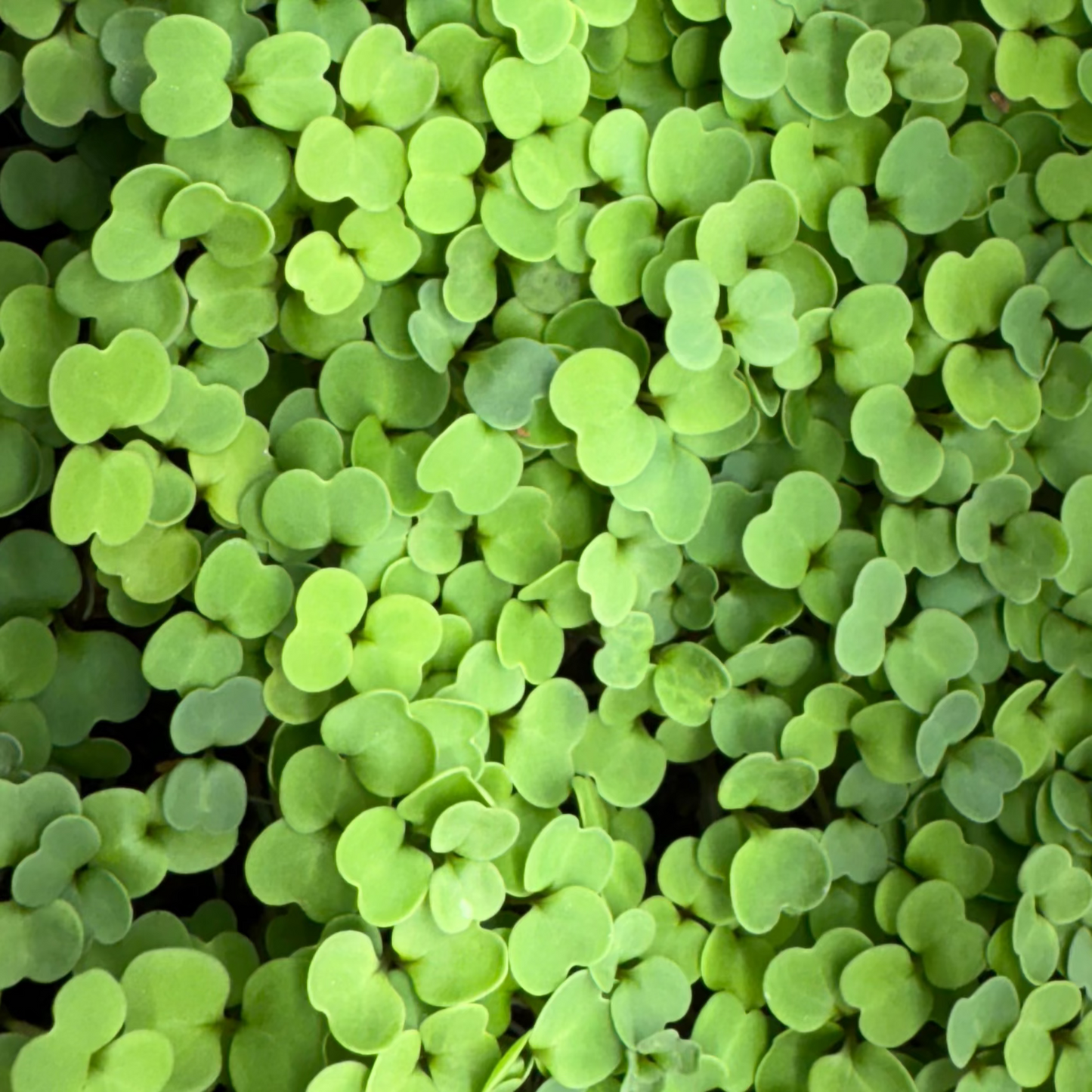 Arugula Microgreens