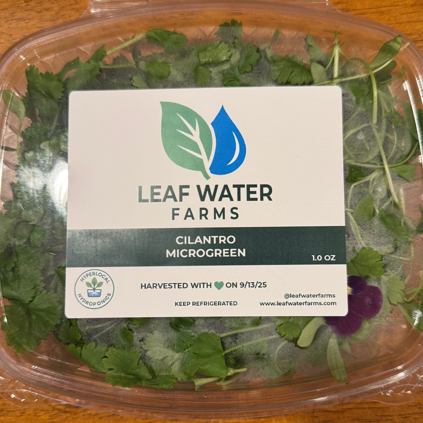 Cilantro Microgreen