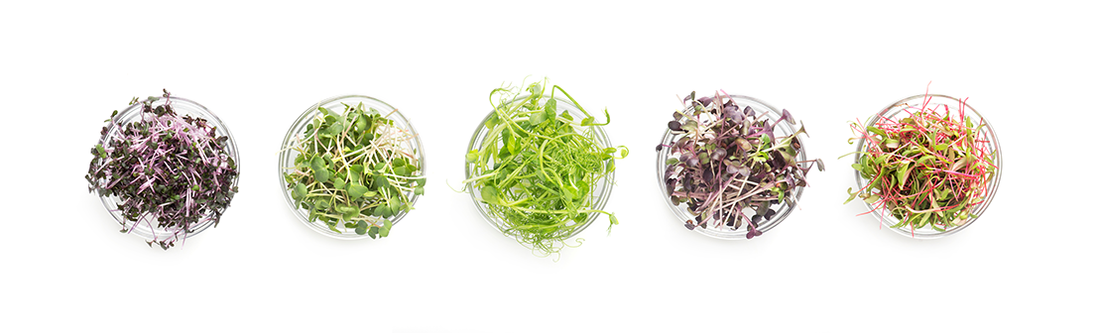 What’s The BIG Deal About Microgreens?