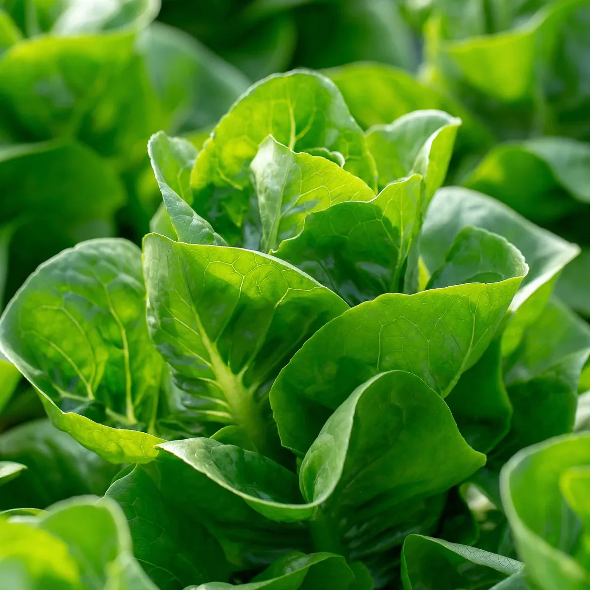 Leaf Lettuce