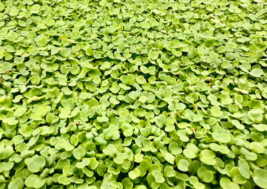 Kale Microgreens