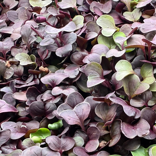 Red Rambo Radish Microgreens