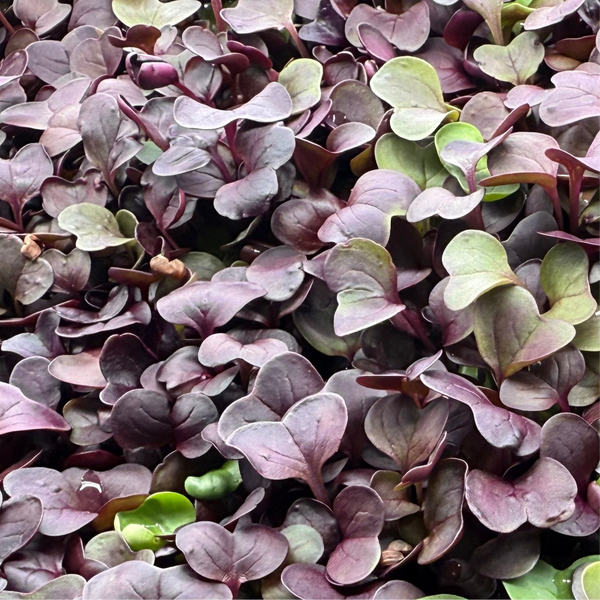 Red Rambo Radish Microgreens – Leaf Water Farms Store