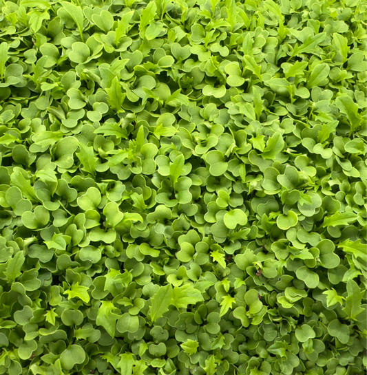 Mizuna Microgreens