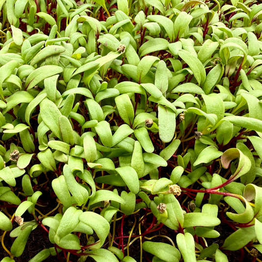 Beet Microgreens