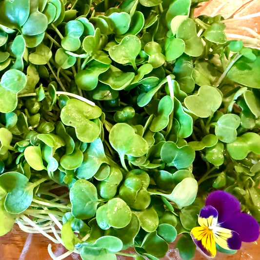 Broccoli Microgreens