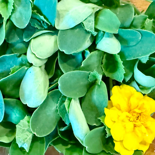 Cantaloupe Microgreen