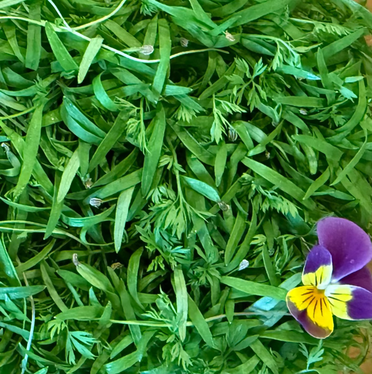 Carrot Microgreens
