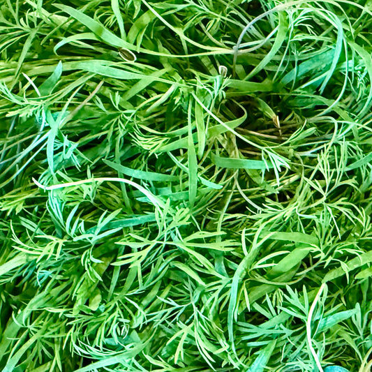 Dill Microgreens