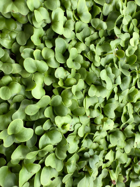 Broccoli Microgreens
