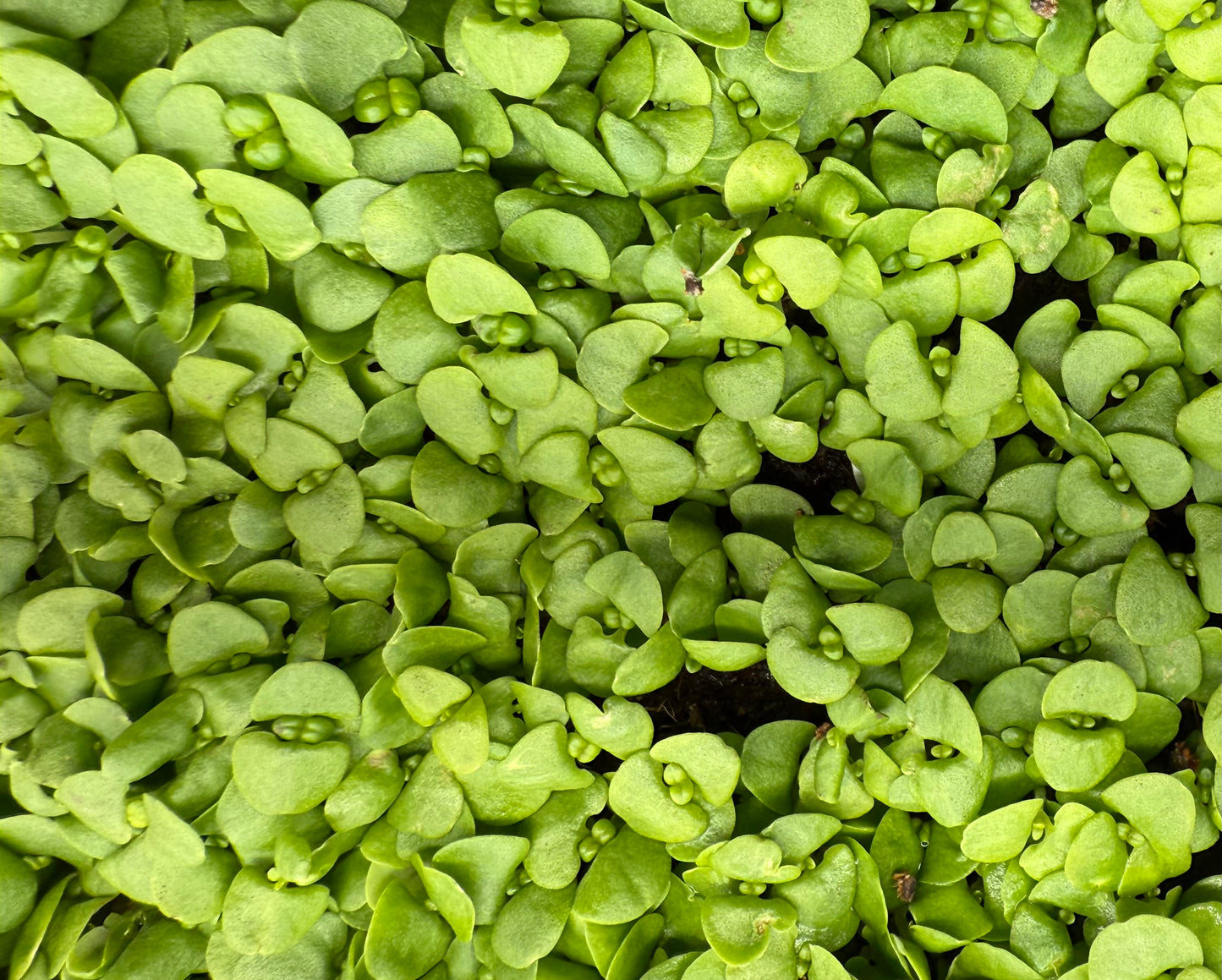 Basil Microgreens