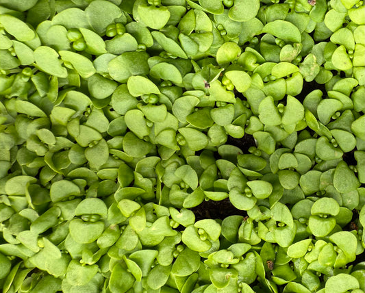Basil Microgreens