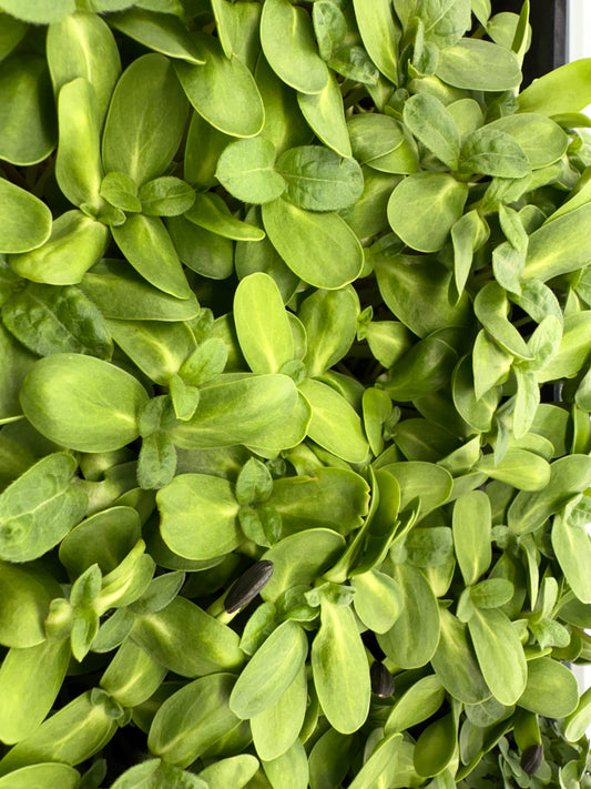 Sunflower Microgreens