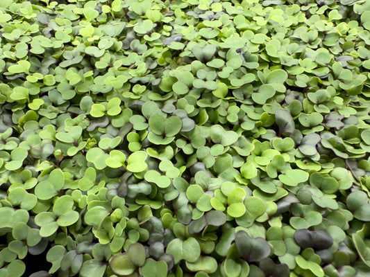 Mild Mix Microgreens