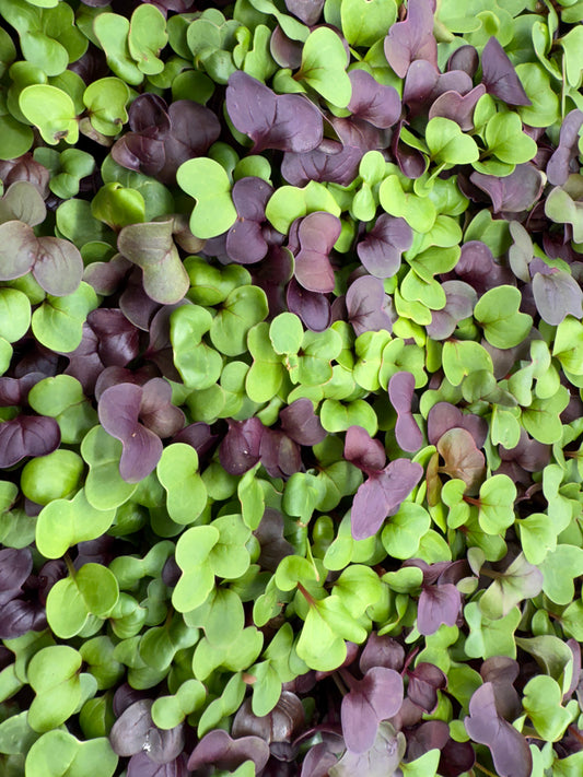 Radish Microgreens