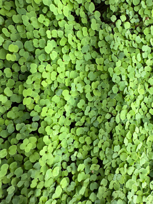 Arugula Microgreens