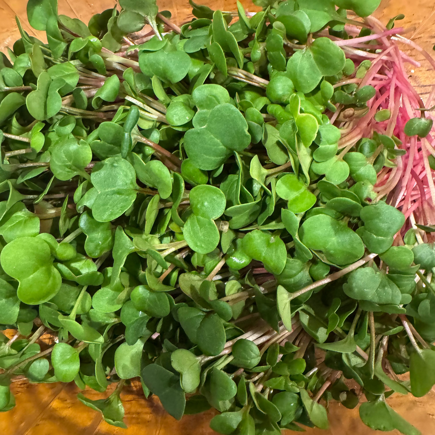Red Stem Radish