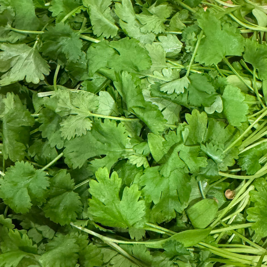 Cilantro Microgreen