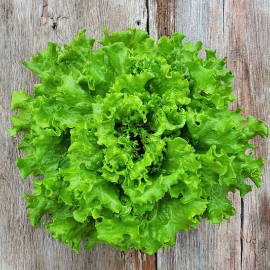 Muir Lettuce