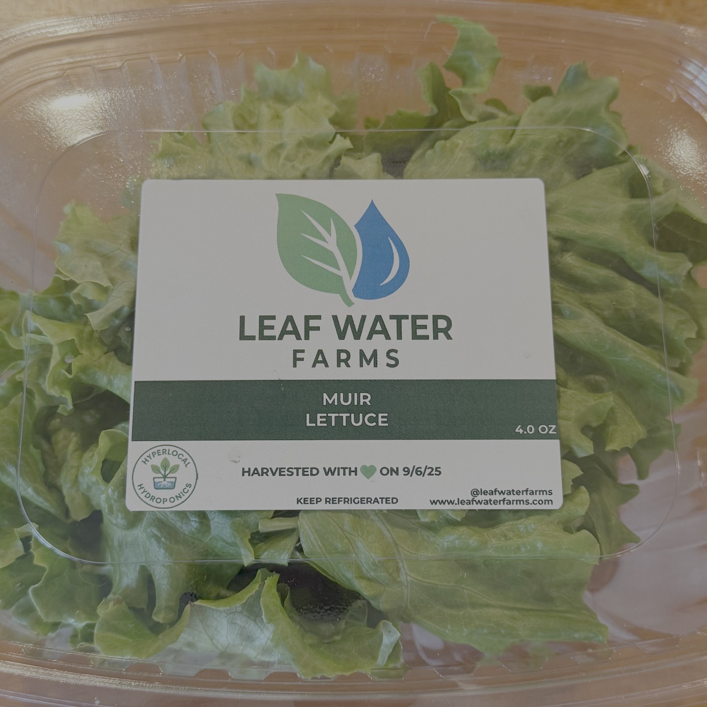 Muir Lettuce