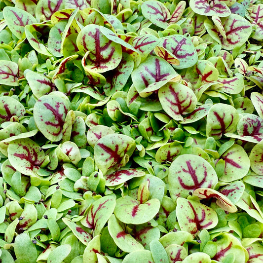 Red Veined Sorrel