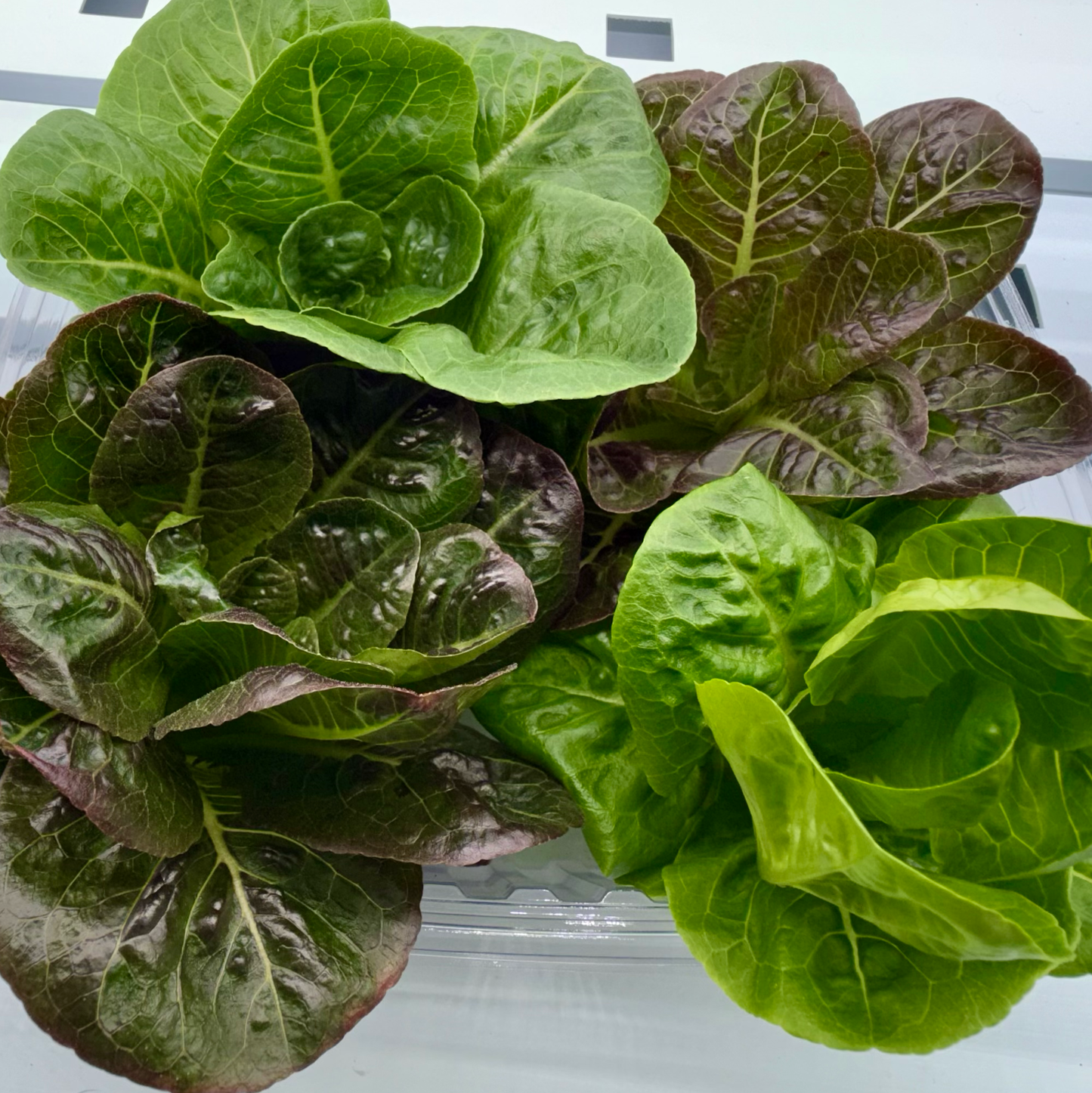 Romaine Lettuce Mix