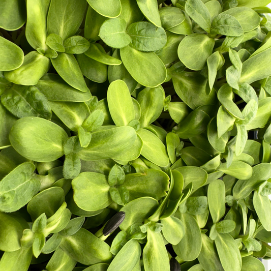 Sunflower Microgreens