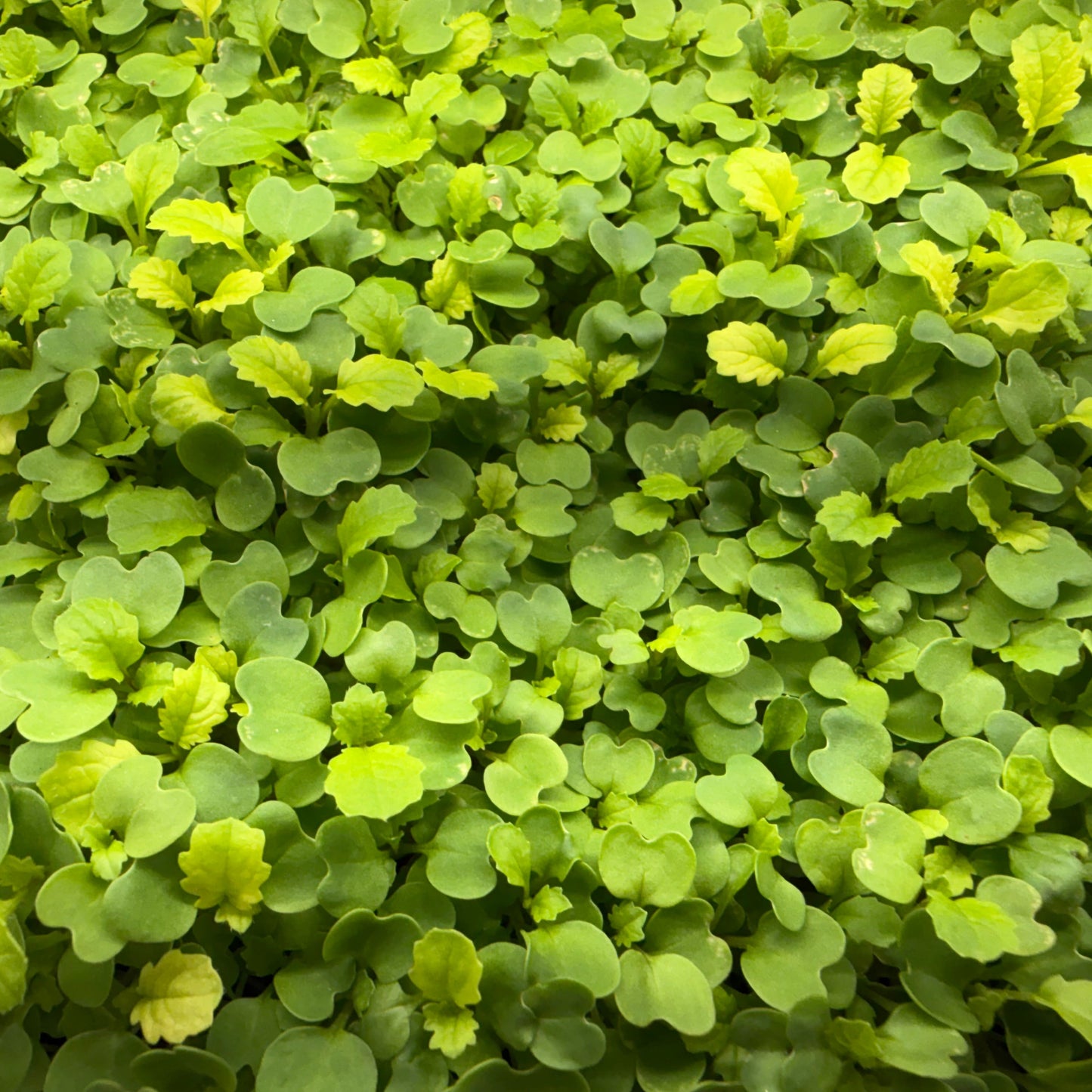 Wasabi Mustard