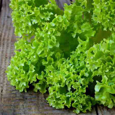 Tango Lettuce
